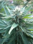 AK48 Auto Feminizowane Nasiona - 5
