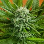 Pineapple Express Auto Féminisée Graines - 5
