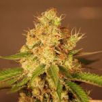 Diesel Auto Feminized Seeds - 5