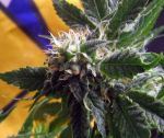 God Bud CBD Regular Seeds - 12
