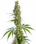 Eagle Bill Regular Seeds - 10
