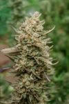 Top Gun Auto Feminised Seeds