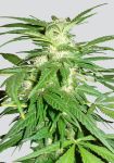 Aurora Indica Zwykły Nasiona - 10