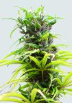 Hawaii Maui Waui Regular Seeds - 10