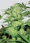 Northern Light Regular Seeds - 10