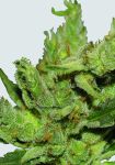 Amnesia Haze Regular Seeds - 10 (formerly Haze #1)