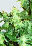 Lemon OG Haze Feminised Seeds - 5