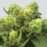 Big Bud Feminizowane Nasiona - 5
