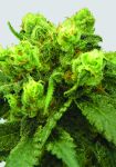 Big Bud Feminised Seeds - 5