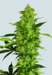Sour Diesel Féminisée Graines - 5
