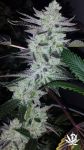 Delinquent OG Feminised Seeds - 5