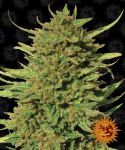 Critical Kush Régulier Graines - 10