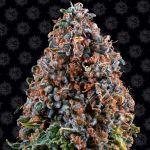 Critical Kush Régulier Graines - 10