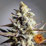 Critical Kush Régulier Graines - 10