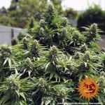 Critical Kush Régulier Graines - 10