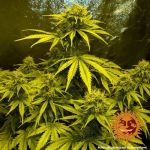 Critical Kush Regular Seeds - 10