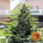 Critical Kush Régulier Graines - 10