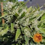 Critical Kush Régulier Graines - 10