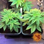 Afghan Hash Plant Regular Seeds - 10