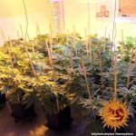 Afghan Hash Plant Regular Seeds - 10