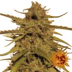 Pineapple Haze Régulier Graines - 10