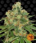 Caramel CBD Regulär Samen - 10