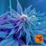 Caramel CBD Regulär Samen - 10