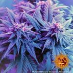 Caramel CBD Regulär Samen - 10
