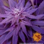 Caramel CBD Regulär Samen - 10