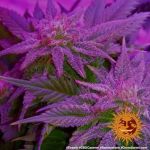 Caramel CBD Regulär Samen - 10