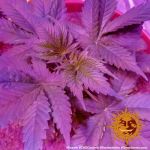 Caramel CBD Regulär Samen - 10