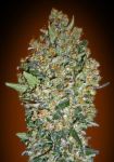 Female Collection #4 Feminised Seeds - 6