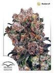 Blueberry Zwykły Nasiona - 10