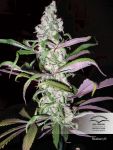Blueberry Zwykły Nasiona - 10