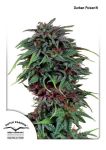 Durban Poison Régulier Graines - 10