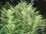 Durban Poison Régulier Graines - 10