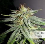 Durban Poison Régulier Graines - 10