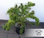 Durban Poison Régulier Graines - 10