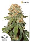 Orange Bud Zwykły Nasiona - 10