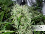 Orange Bud Zwykły Nasiona - 10