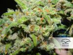 Orange Bud Zwykły Nasiona - 10