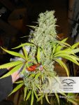 Orange Bud Zwykły Nasiona - 10