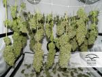 Orange Bud Zwykły Nasiona - 10