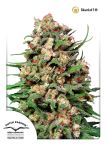 Skunk #1 Regular Seeds - 10