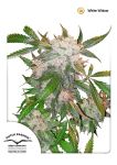 White Widow Regular Seeds - 10