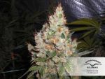 White Widow Régulier Graines - 10