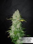 White Widow Régulier Graines - 10