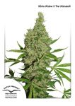 White Widow x The Ultimate Régulier Graines - 10