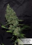 White Widow x The Ultimate Régulier Graines - 10