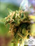 White Widow x The Ultimate Régulier Graines - 10
